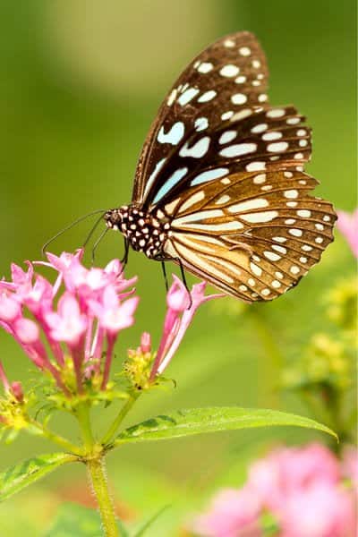 Papillon vivre sa mission a propos 2